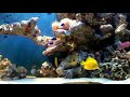Akvarie-Leasing Fishtank