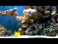 Akvarie-Leasing Fishtank