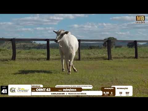 1� LEIL�O PRODU��O FAZENDA ORIENTE