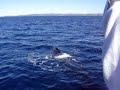 2. Humpback sprouting rainbow - Part two