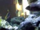 My African & South American Cichlid Tank