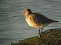 CHORLITO GRIS - GREY PLOVER