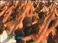 daikhtay baitay ka lasha :khewra matmi sangat daikhtay baitay ka lasha :khewra matmi sangat