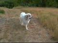 Big White Dog\ Big White Dog\
