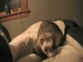 videos de Ferrets Play to the Little Big Planet Theme Song!