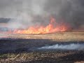 wheat stubble burning