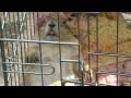 STONED Prarie Dog is STONED in 동대문