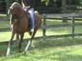 Spelling Heir American Saddlebred Hunter