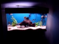 aquario agua doce - ciclideos americano - comunitário220 ltrs. - filtro canister fluval 405 - filtro UV - iluminação - 4 lampadas 2 brancas 2 azuis - aquecedor lundo de areia -  substratos - tronco de arueira - plantas - pedras peixes - boca de fogo - oscar tigre - severo gold - severo comum - red salvini - jack dempsey - chalceus - green terror - aruanã - aru - pangassius - balashark - cascudo pão de noz - cascudo zebra - cascudo tigre de ouro 