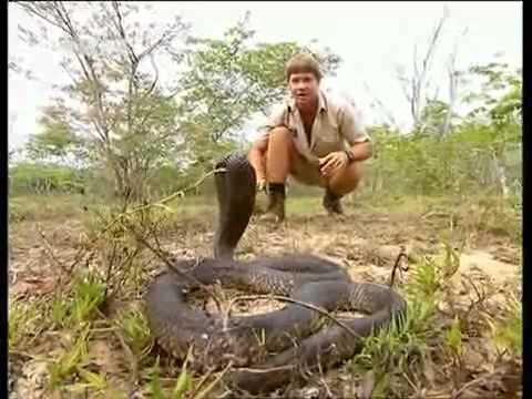 Kenia: Crocodile Hunter « Die schwarze Mamba » | [1/4 ...