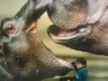 videos de nel en el parque.wmv