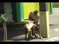 SUZUKI 1100 ou YAMAHA R1 DE GOIOERÊ ?