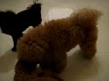 toy poodles vs toy poodles