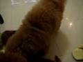 toy poodle