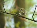 Wood Warbler - Fluiter