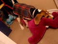 Perro y Barney