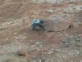 Another compilation vid of me bashin around with my Wheely King 4x4 RC truck. Slap ya mamma! Check out my pix @ myspace.com/justin_morris!