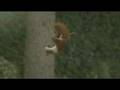 Squirrel in slow motion