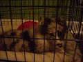 Shetland sheepdog