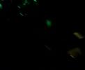 forseco live @ disco weekend (Scratch)