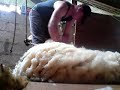 Shearing Heatherlea Cheviot Hoggs 11.06.08 (part 10 of 10)