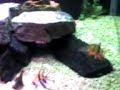 botia palhaço no aquario de 160 lts 