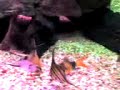 aquario botia palhaço
