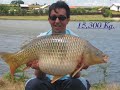 crap peris   15300 kg