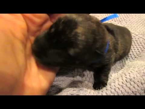MATTHEW - AKC Black Brindle Scottie Lad