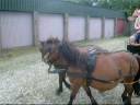 Een tochtje met de paardenkar