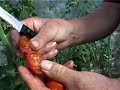 Cornish Voices Organic farming series 3