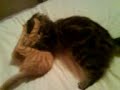 Cat Fight Cat Fight