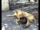 Lucky and Lora _lattakia
