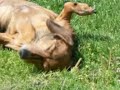 BABY OF MINE. SANG BY ALISON KRAUSS FOR MY DIEING DOGGIE BABY OF MINE. SANG BY ALISON KRAUSS FOR MY DIEING DOGGIE