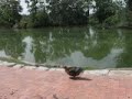 Projectile Shitting and Fireflies