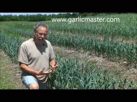 how to harvest scapes