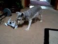 Dog vs Robopet Dog vs Robopet