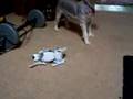 Dog vs Robopet