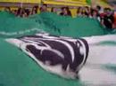 Hino Rio-Grandense no Intermed