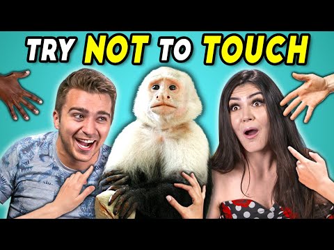 Try Not To Touch Challenge #7 (ft. A Monkey!)