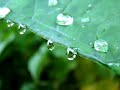 DSC-H9 Tele macro Video - Water Drop