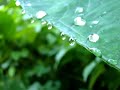DSC-H9 Tele macro Video - Water Drop DSC-H9 Tele macro Video - Water Drop