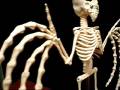 Boris The Bat - 1/8 Scale to life size www.MrSkeleton.com
