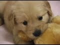 ????????????Golden Retriever
