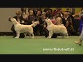 Crufts 2008 Golden BOB  & Best Puppy