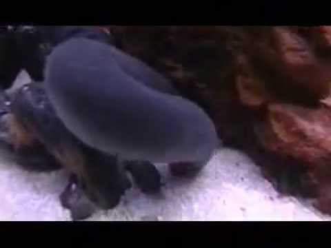 Caecilian Worm
