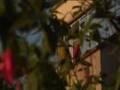 videos de arvores