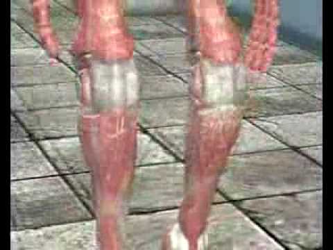 Robox.flv