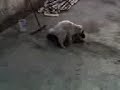 ruqui eres una ratica