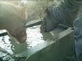 my horsese